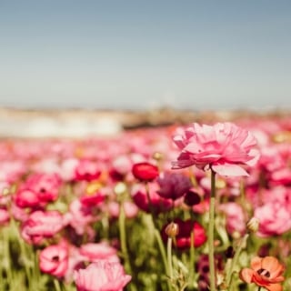 Pink Flowers at the Carlsbad Flower Field