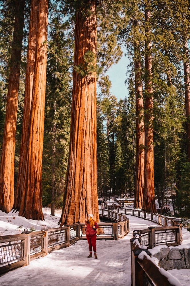 Kara walking among the Giant Sequoias at Mariposa Grove in Yosemite National Park